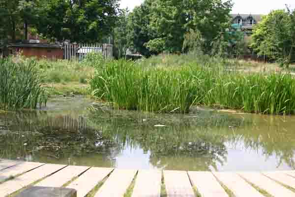 Pond